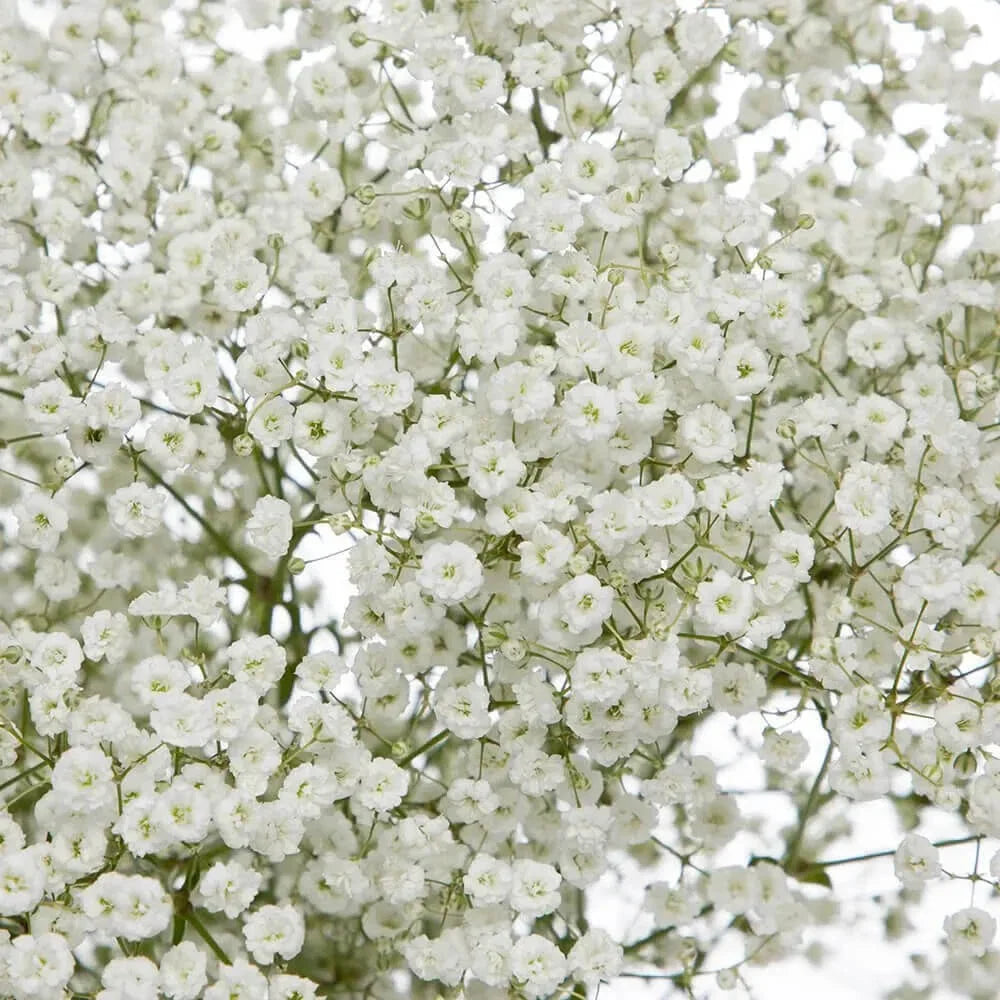 Baby's Breath Seeds - Non-GMO Gypsophila paniculata for Gardens & Bouquets - White Flowers, Perennial, Seed Packet