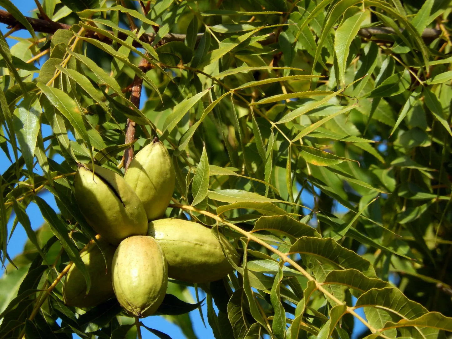 Pecan Tree Live Plant Bare Root 18+ Inches Carya illinoinensis for Garden, Fruit Tree, Full Sun