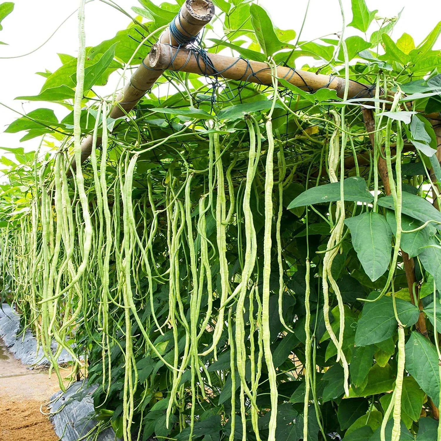 Cow Pea Seeds for Planting, 50 Non-GMO Vigna unguiculata Seeds, USA Grown, Climbing or Bushy, Soil Enriching, Vegetable Garden