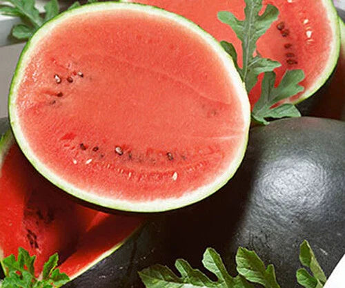 Sugar Baby Watermelon Seeds - 25 Pack - Sweet, Bush-Type Citrullus lanatus