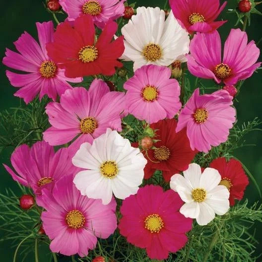 Cosmos Seeds Dwarf Sensation Mix Non-GMO Flower Seeds for Pollinators, Red Pink White, Cosmos bipinnatus, 200 Seeds