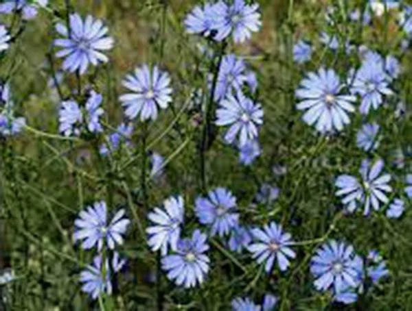 Bluest Blue Chicory Seeds - 1000+ Blue Cut Flowers - Cichorium intybus - Easy to Grow, Pollinator Attracting, Garden & Landscape