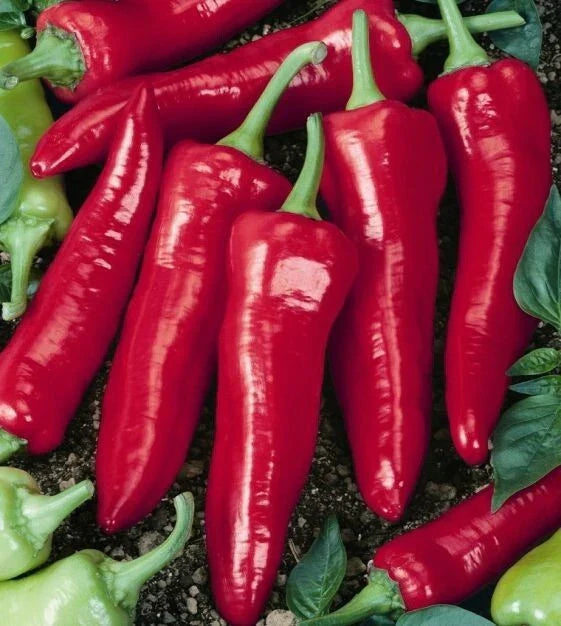 Big Jim Hot Pepper Seeds - 25+ Heirloom Capsicum Annuum - USA Grown