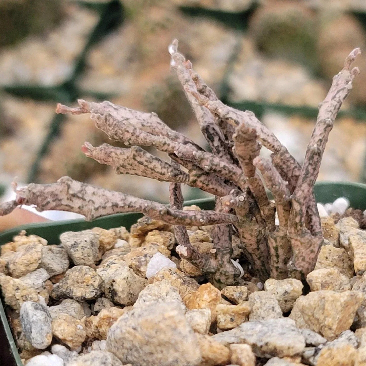 Euphorbia Platyclada Dead Plant Cactus - Unique Flat-Stemmed Succulent for Indoor & Outdoor Gardens