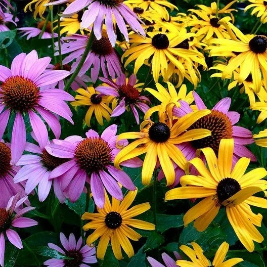 Echinacea & Black Eyed Susan Wildflower Seed Mix - 250 Non-GMO Seeds for Gardens & Pollinators