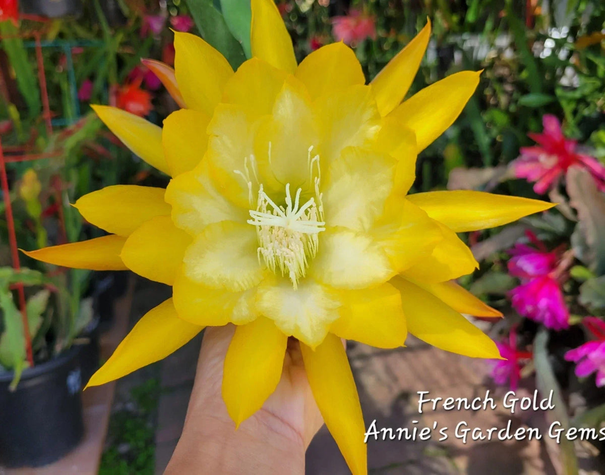 Epiphyllum French Gold Unrooted Cuttings 8-10 Inches - Vibrant Yellow Blooms