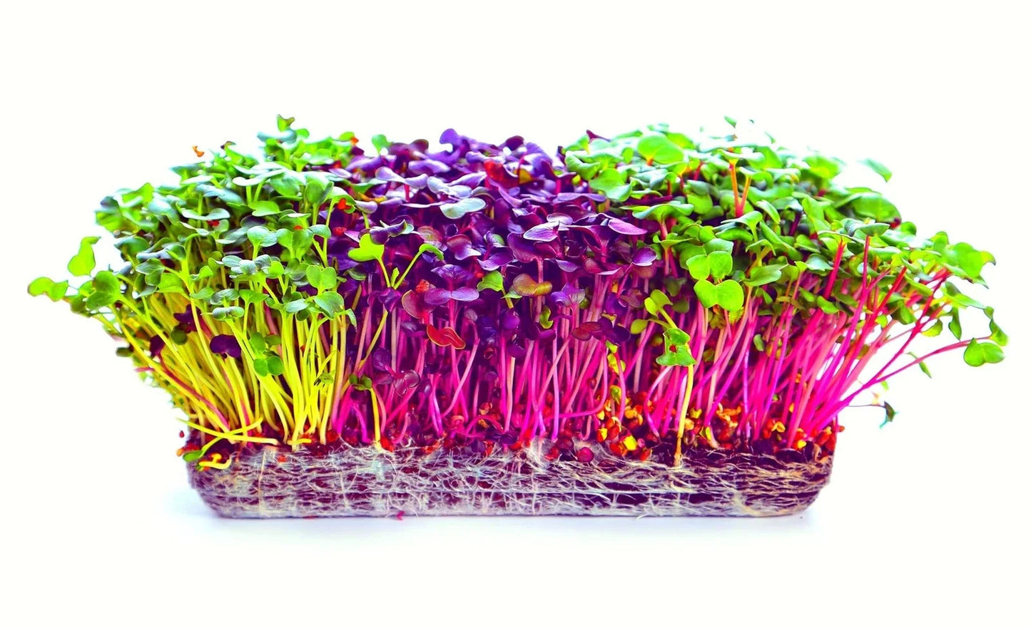 Microgreens Seeds Trio Pack - Alfalfa, Radish, Red Amaranth - 600 Seeds for Indoor Gardening & Home Growing