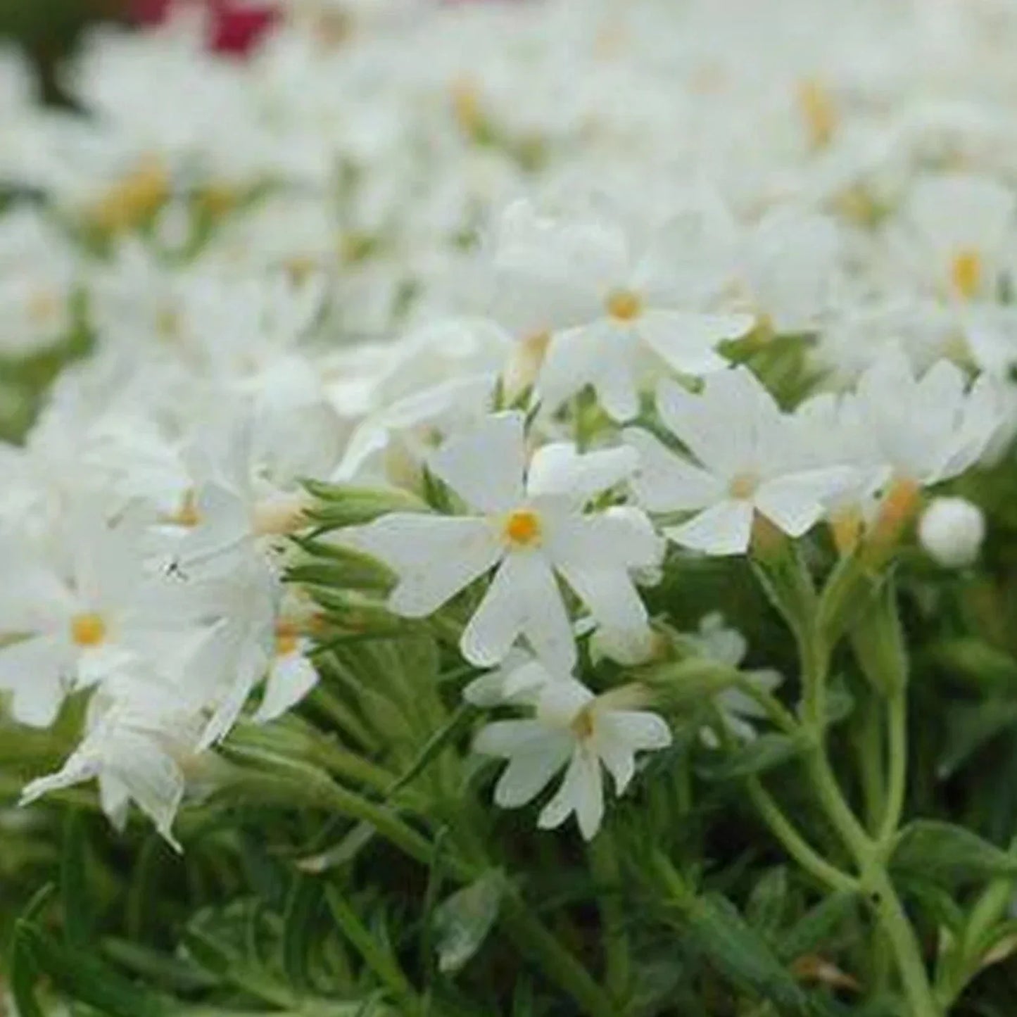 Snowflake Phlox Seeds - 50 Perennial Flower Seeds for Butterflies - Phlox paniculata - US Seller