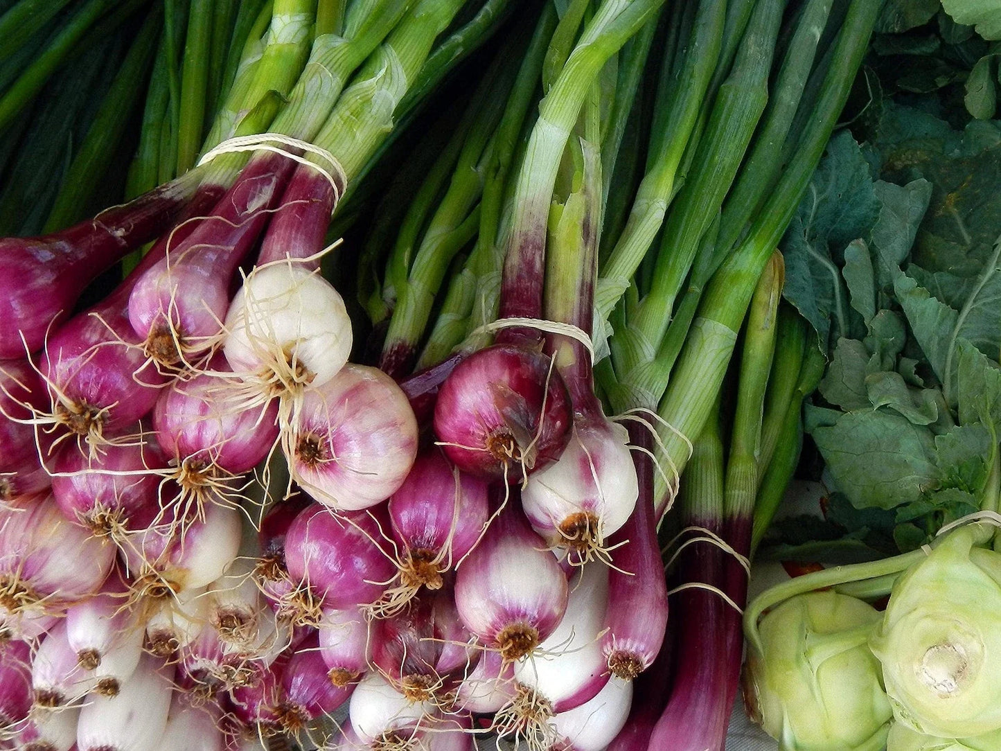 Scarlet Bandit Bunching Onion Seeds - Red Allium fistulosum - Heirloom Vegetable Seeds for Container & Garden Cultivation