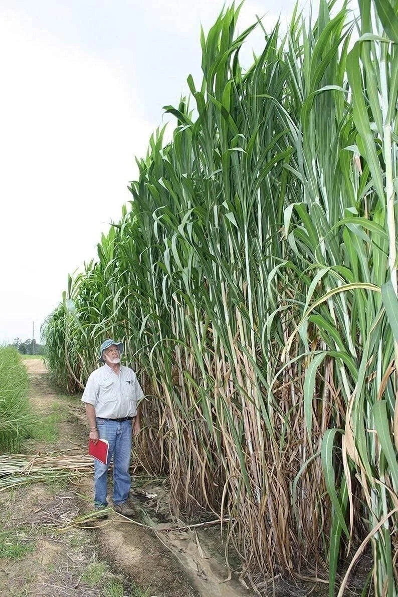 Elephant Grass Seeds - Tall Perennial Grass - Miscanthus giganteus - Fast-Growing, High-Quality, Made in USA