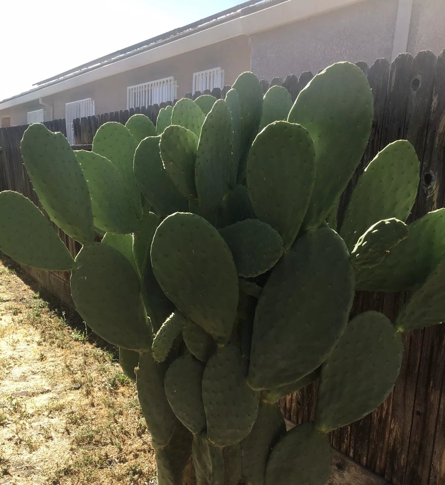 Prickly Pear Cactus Pad Cutting - Large Edible Nopales - Opuntia ficus-indica - Superfood for Cooking & Health