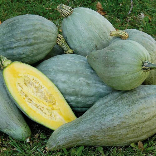 Sibley Winter Squash Seeds – Organic Heirloom Cucurbita maxima Vining Seeds for Home Garden