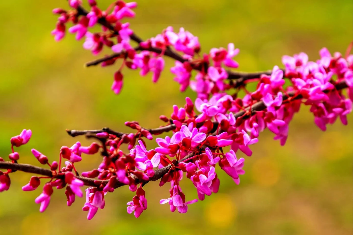 Red Bud Tree Seeds - 30+ Cercis canadensis Exotic Flowering Tree for Yard or Bonsai