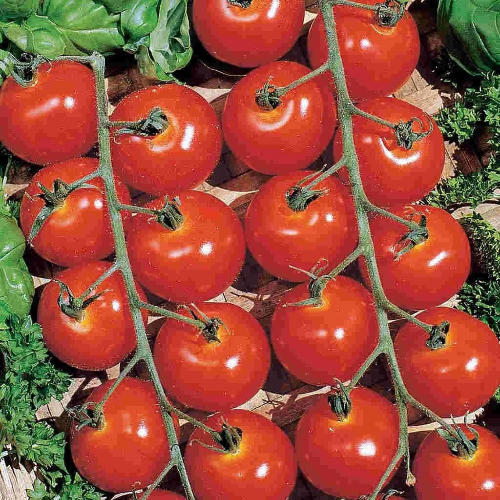 Sweetie Cherry Tomato Seeds - 30+ Organic Heirloom Non-GMO Seeds for Garden