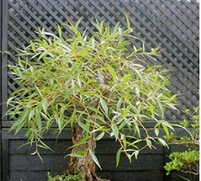 Large Globe Willow Bonsai Tree Cutting - Salix Babylonica with Thick Trunk