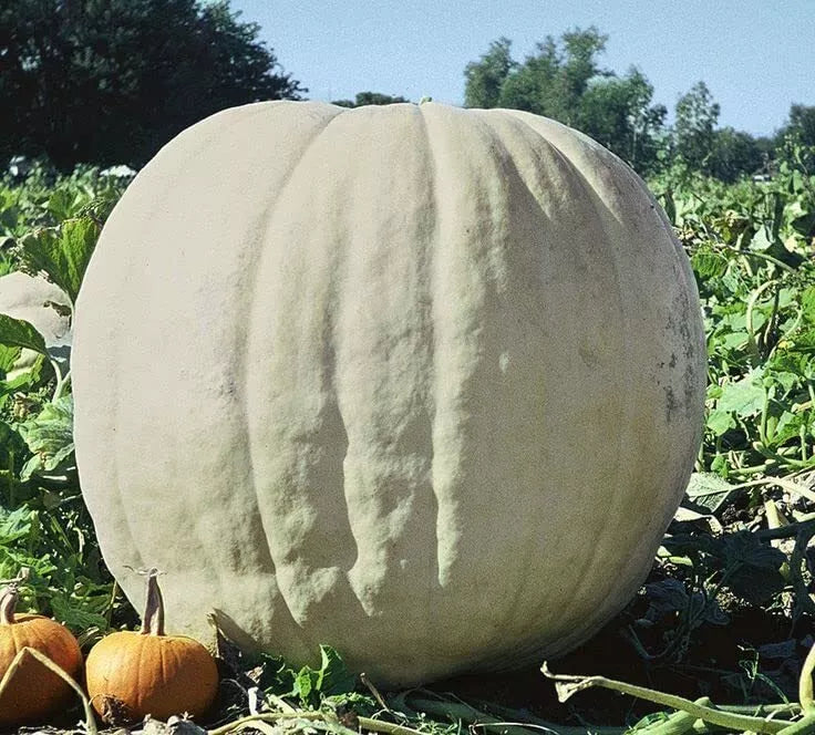Giant Pumpkin Seeds 10 Pack | Show Winner White Cucurbita pepo for Planting | Large White Pumpkins