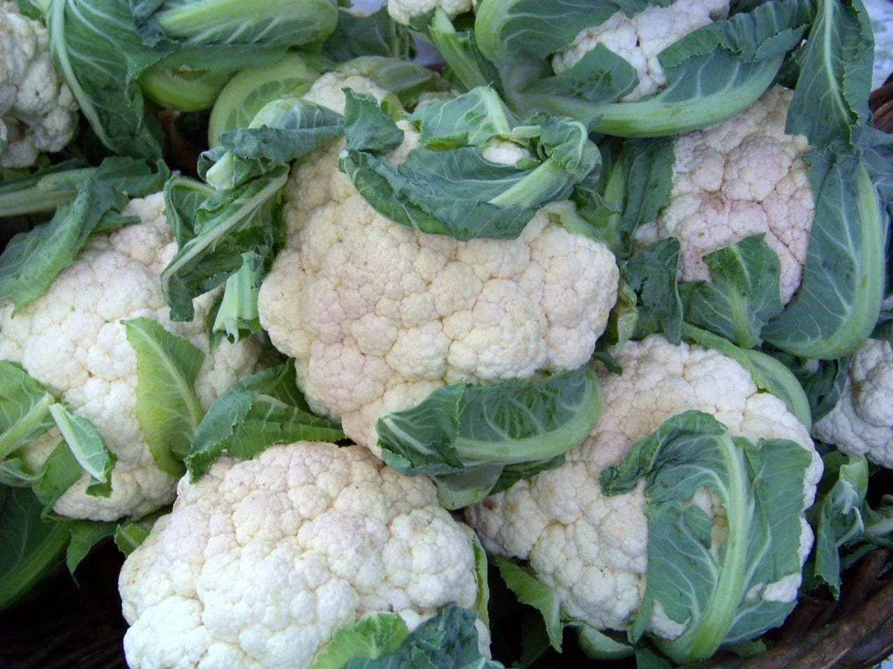 Cauliflower Seeds Early Snowball - 112 Seeds Pack - GroCo USA Brassica oleracea