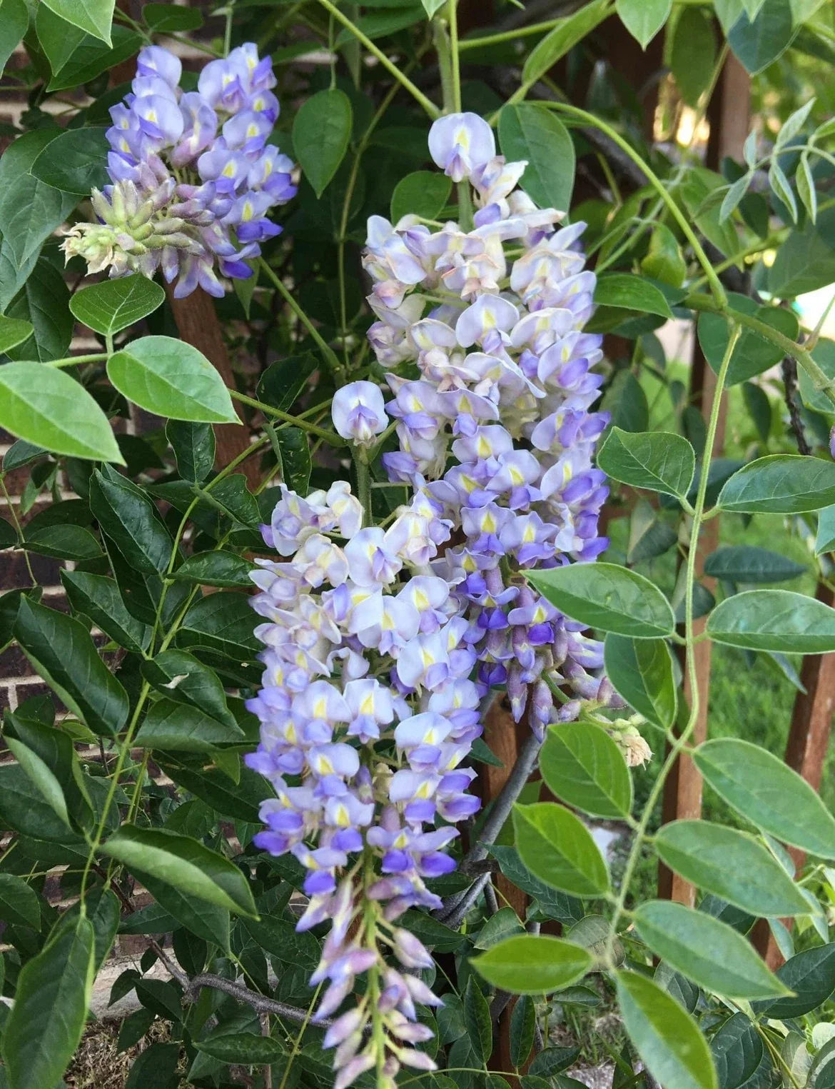 Blue Moon Wisteria Live Plant - 6-14" Tall, Fast-Growing Perennial, Wisteria macrostachya, Climbing Vine for Gardens and Fences