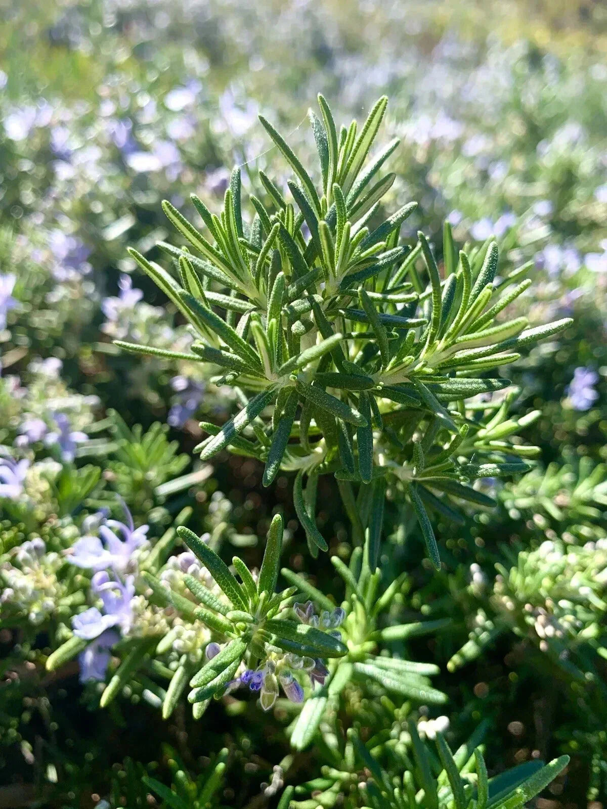 Rosemary Seeds 100 Count - Salvia Rosmarinus Culinary Herb for Gardening