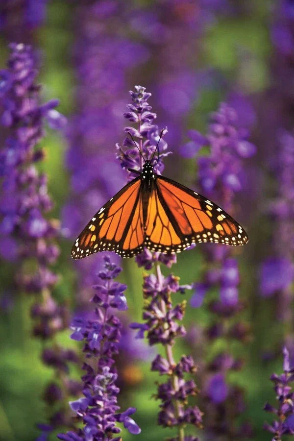 Blue Salvia Hispanica Seeds - 50 Fresh Seeds for 2025 | Chia Seed Variety