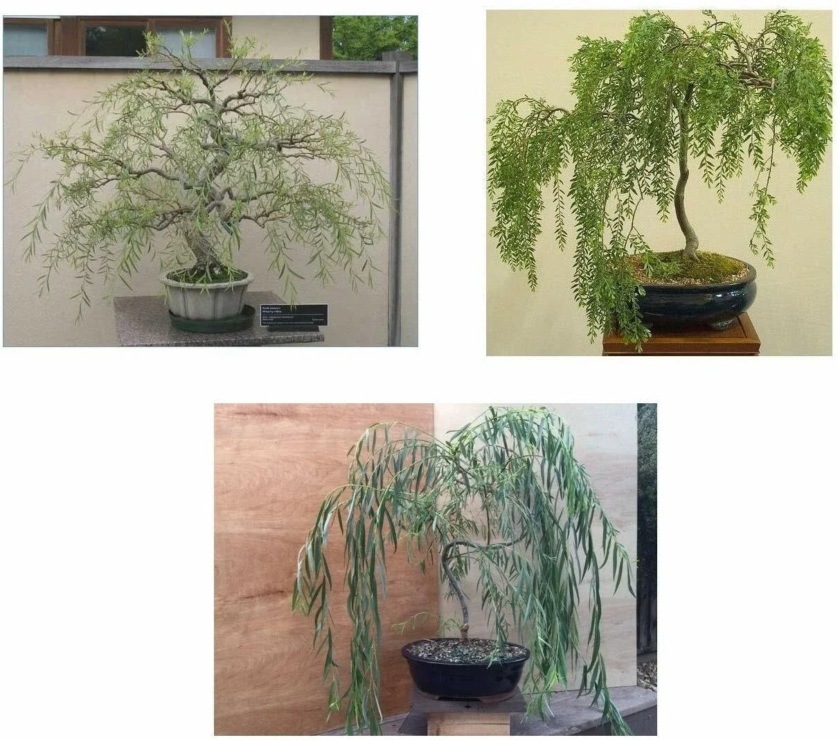 Bonsai Willow Tree Bundle - 3 Large Trunk Cuts - Exotic Salix Bonsai for Indoor Outdoor Gardening