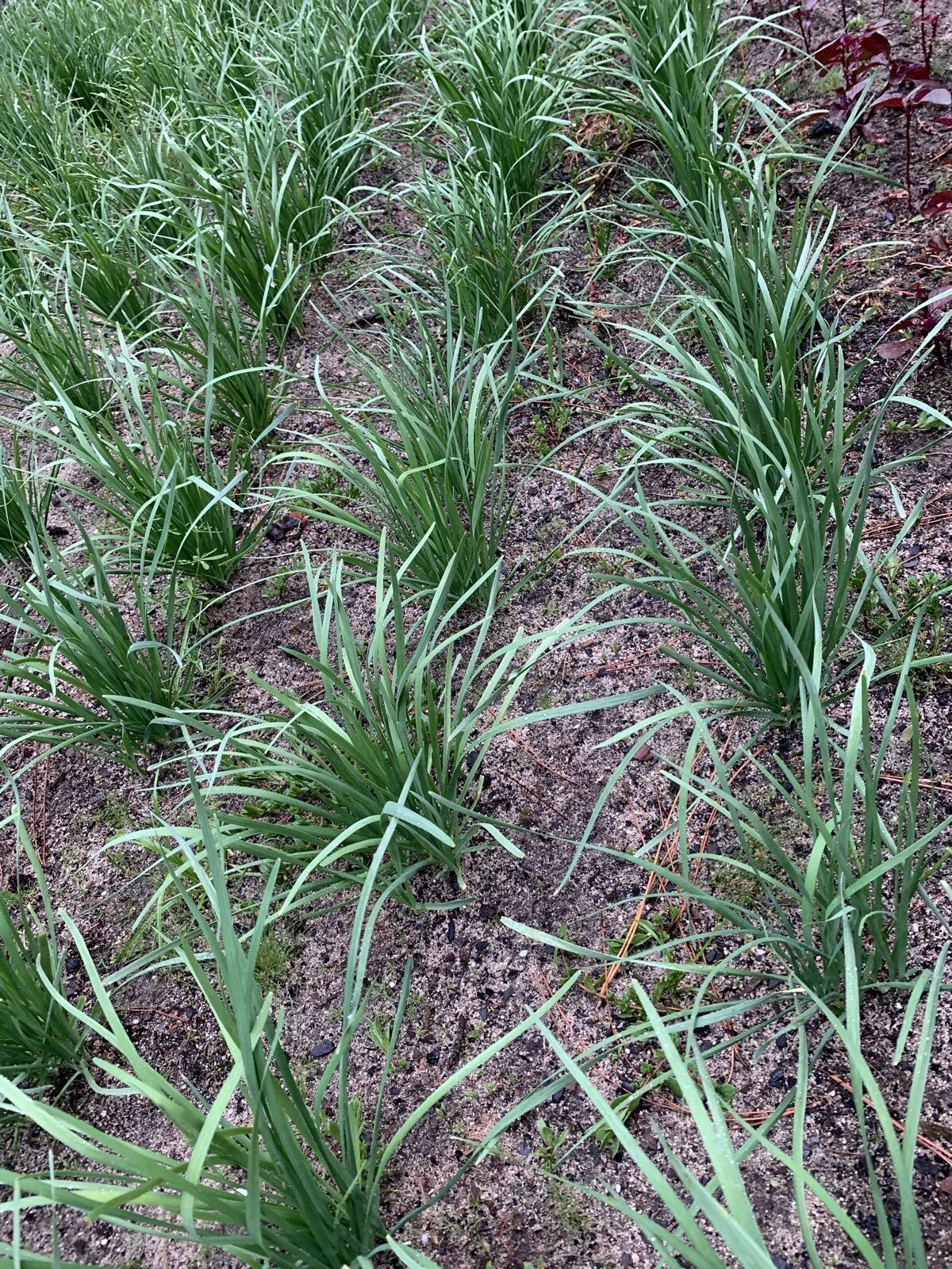 Organic Garlic Chives Bare Root - 55 Live Stalks, Allium tuberosum, Edible Herb for Cooking, Non-GMO, Perennial Herbaceous Plant