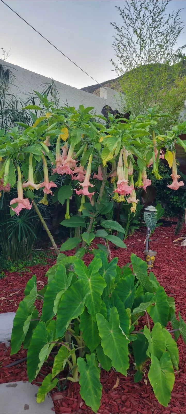 Angel Trumpet Cuttings (2) - Tropical Fragrant Brugmansia Unrooted