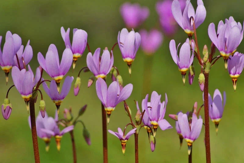 Shooting Star Bare Root Perennial Plant - Dodecatheon Meadia - Pink & White Flowers - Outdoor Garden Flower