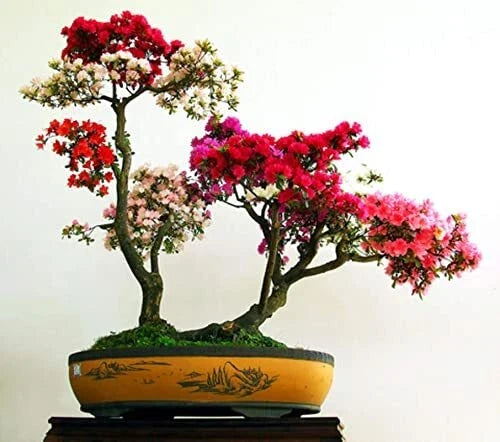 Royal Azalea Bonsai Tree Seeds - Rhododendron schlippenbachii - Compact Growth for Gardening & Bonsai Cultivation
