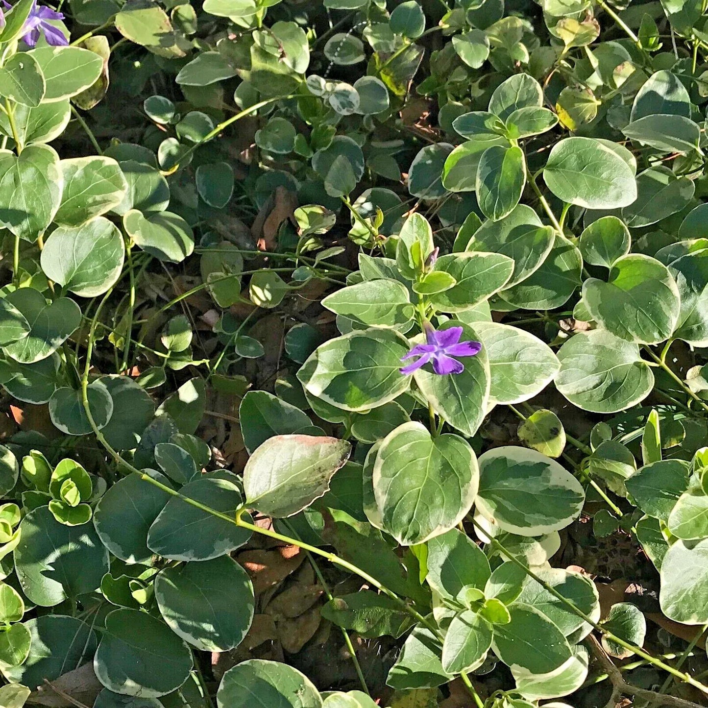Variegated Vinca Groundcover Starter Vines - 8 Lavender Periwinkle Flower Plants - Rooted Vinca minor