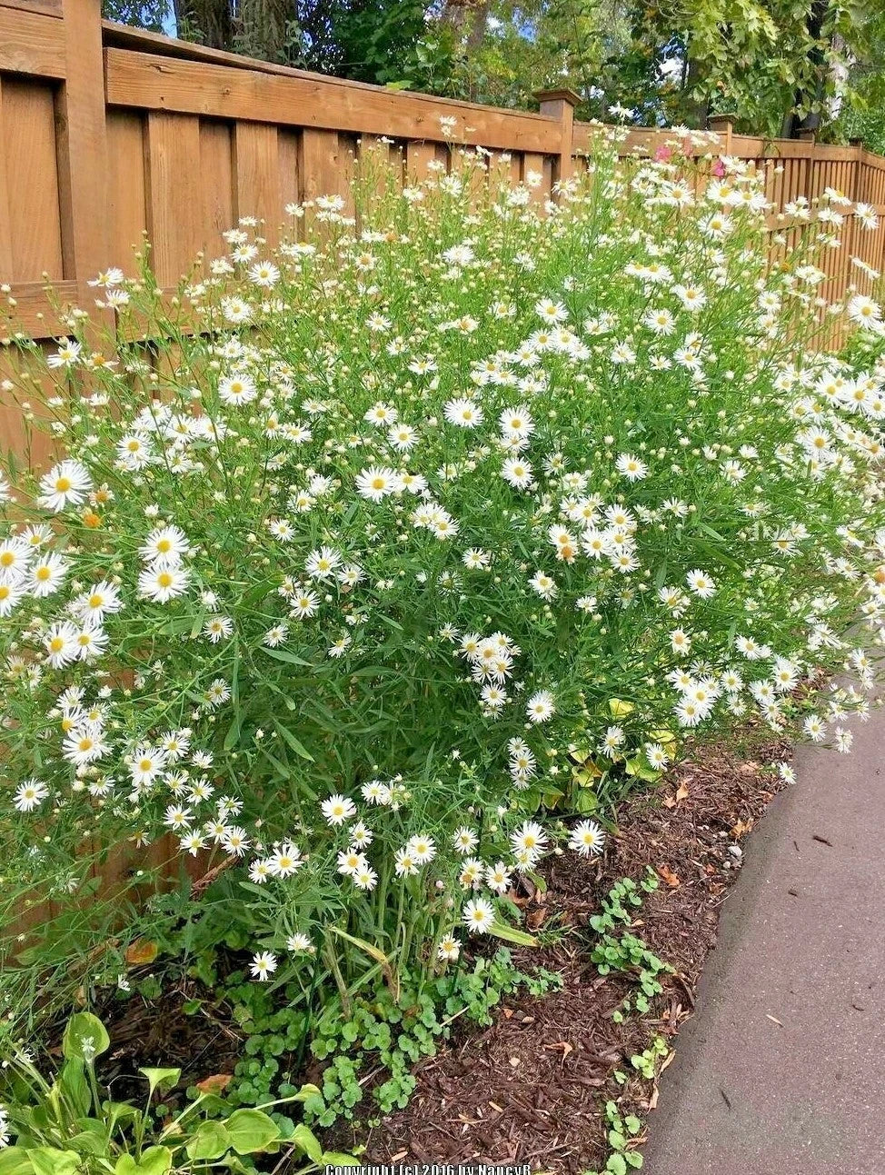 False Aster Seeds - 200 Perennial Wildflower for Poor Soils, Summer & Fall Bloom, Native Boltonia asteroides Seed Packet