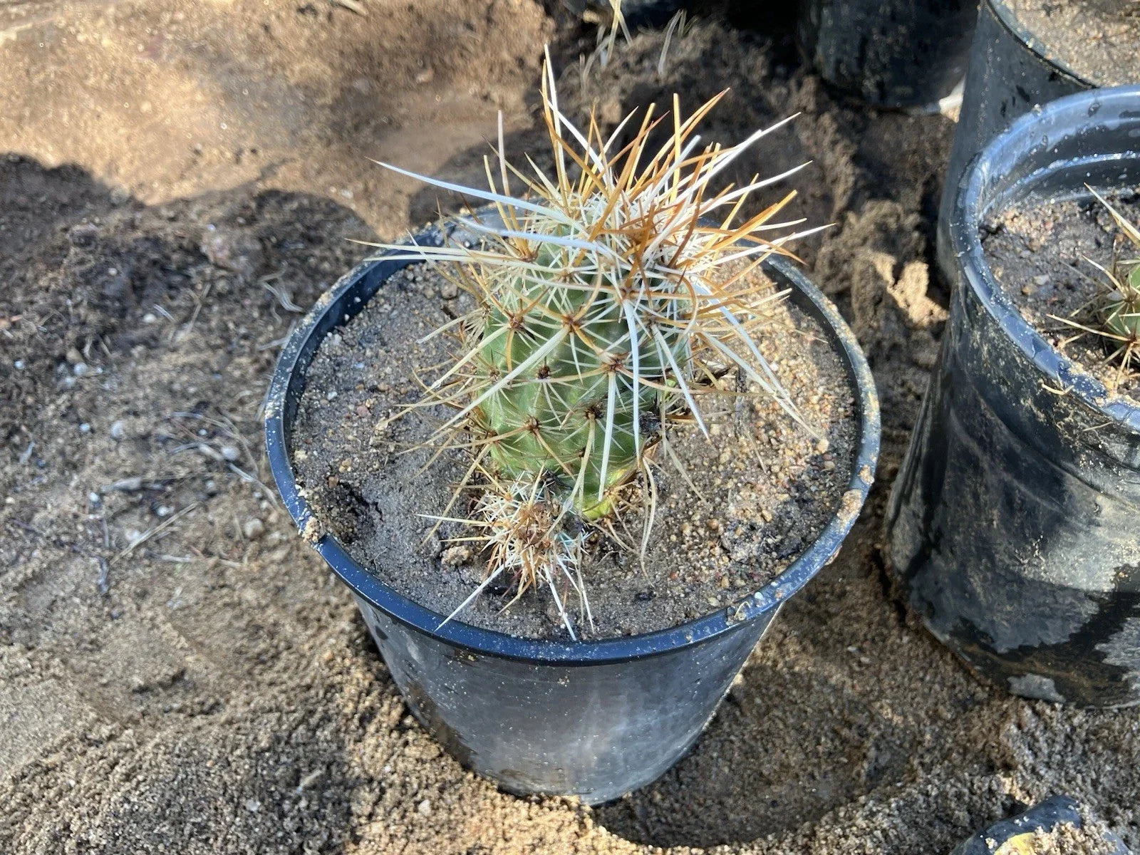Echinocereus Engelmannii Live Rooted Hedgehog Cactus Succulent Drought-Tolerant Plant for Gardens and Containers
