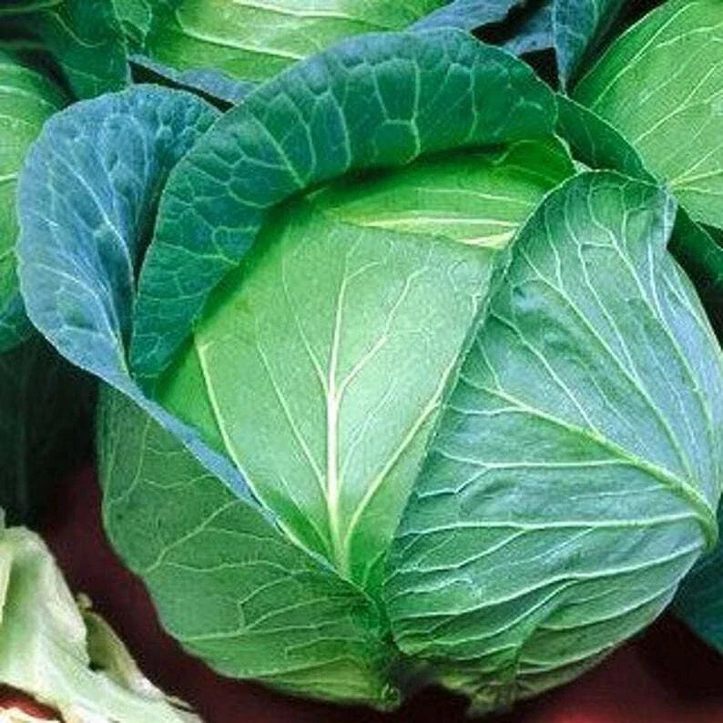 Danish Ballhead Cabbage Seeds - Non-GMO for Sauerkraut, Compact Brassica oleracea var. capitata, Full Sun, Free Shipping