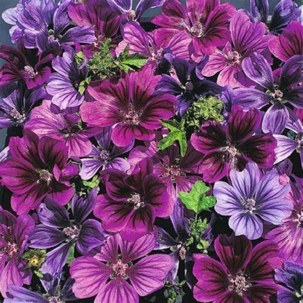 Hollyhock Seeds - 25 Merlin Purple Perennial Flower Seeds - Alcea rosea - Full Sun, Cottage Garden, Pollinator Attracting