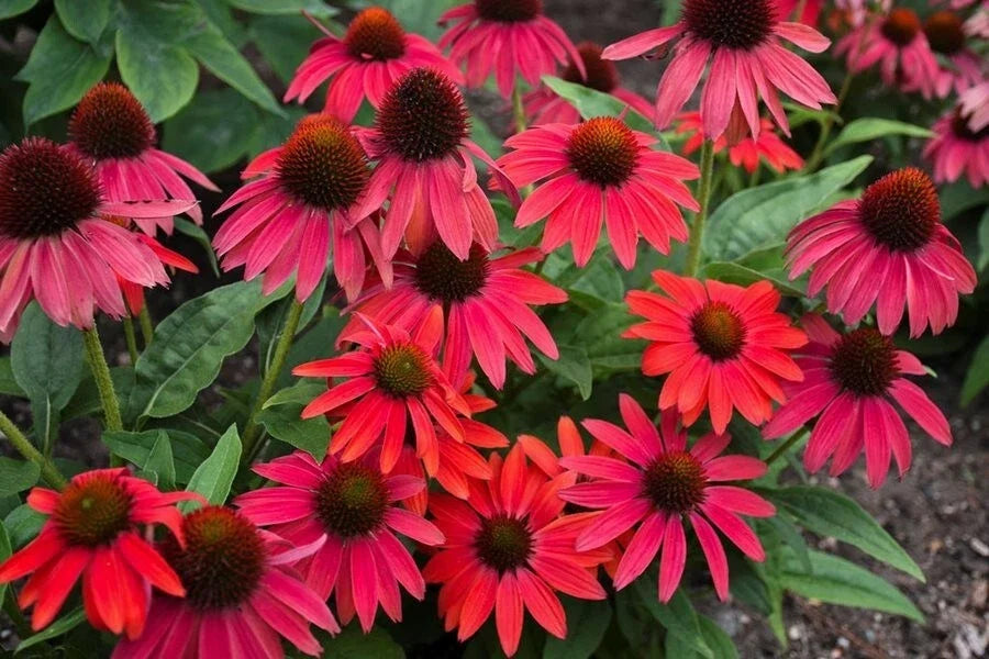 Red Coneflower Seeds - 200+ Pack - Echinacea purpurea - Perennial Garden Planting - Attracts Pollinators - USA