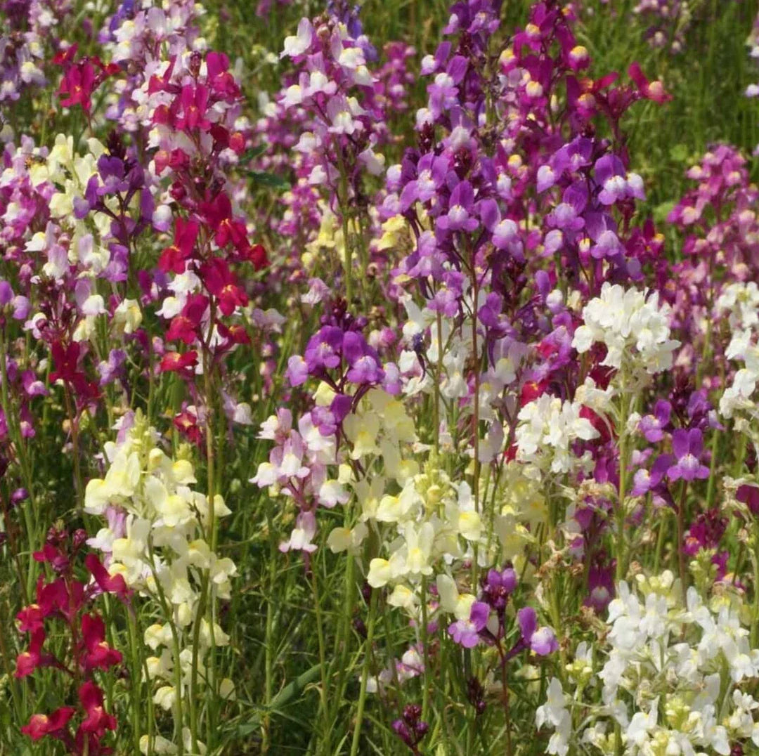 Snapdragon Flower Seeds 5000+ Northern Lights Mixed Colors Antirrhinum majus