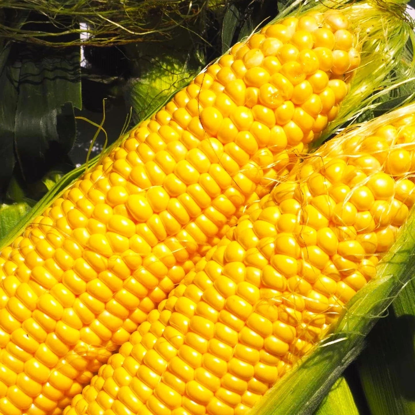 Jubilee Sweet Corn Seeds - Hybrid Golden Yellow Zea mays - High-Yield Sweet Corn for Home Gardens and Farms