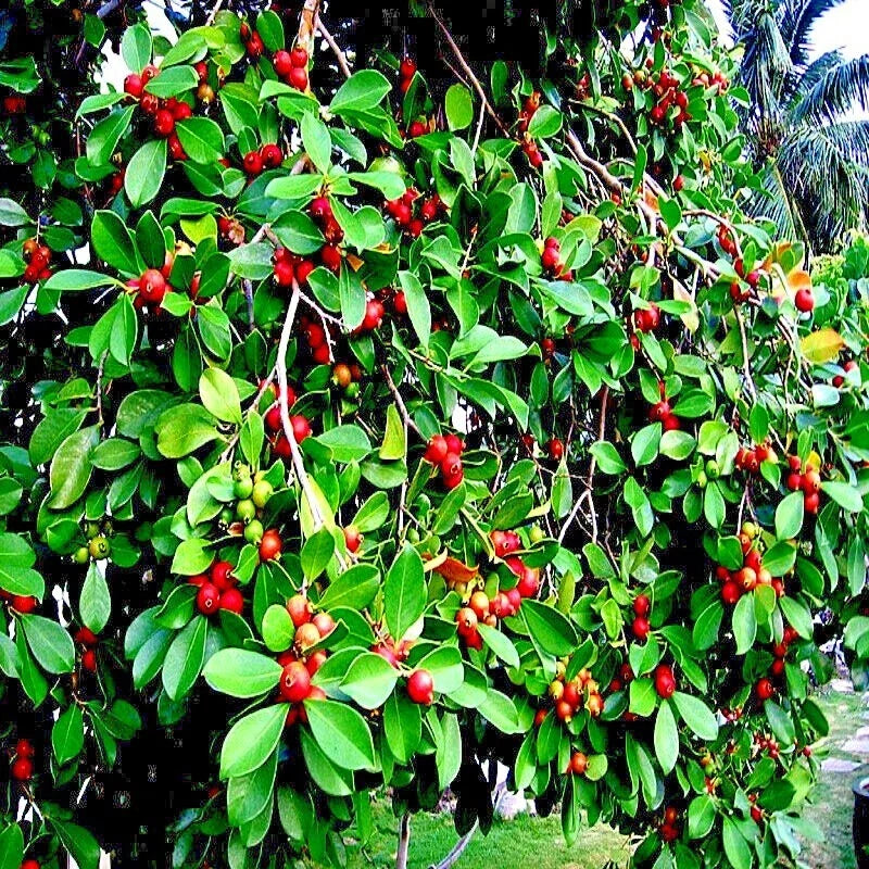 Strawberry Guava Tree Seeds – Edible Fruit Plant, Psidium cattleianum, Organic Gardening Seeds for Home Garden
