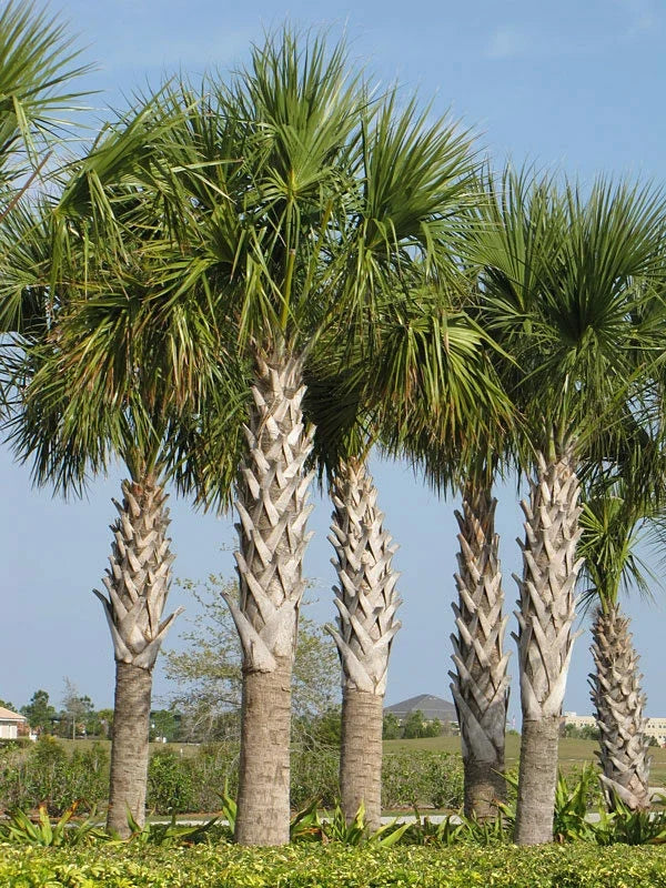 Sabal Palm Seeds, 10 Fresh Cabbage Palm Seeds, Texas Sabal Palmetto, Landscaping Garden Planting Seeds