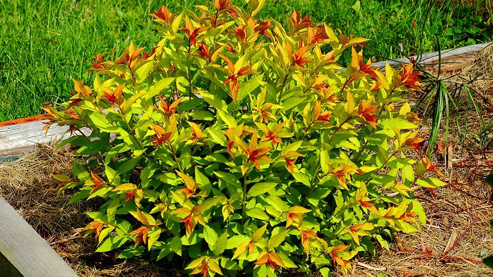 Goldmound Spirea Live Plant Starter – Bare Root, Compact, Golden Foliage, Pink Flowers, Spiraea japonica 'Goldmound'
