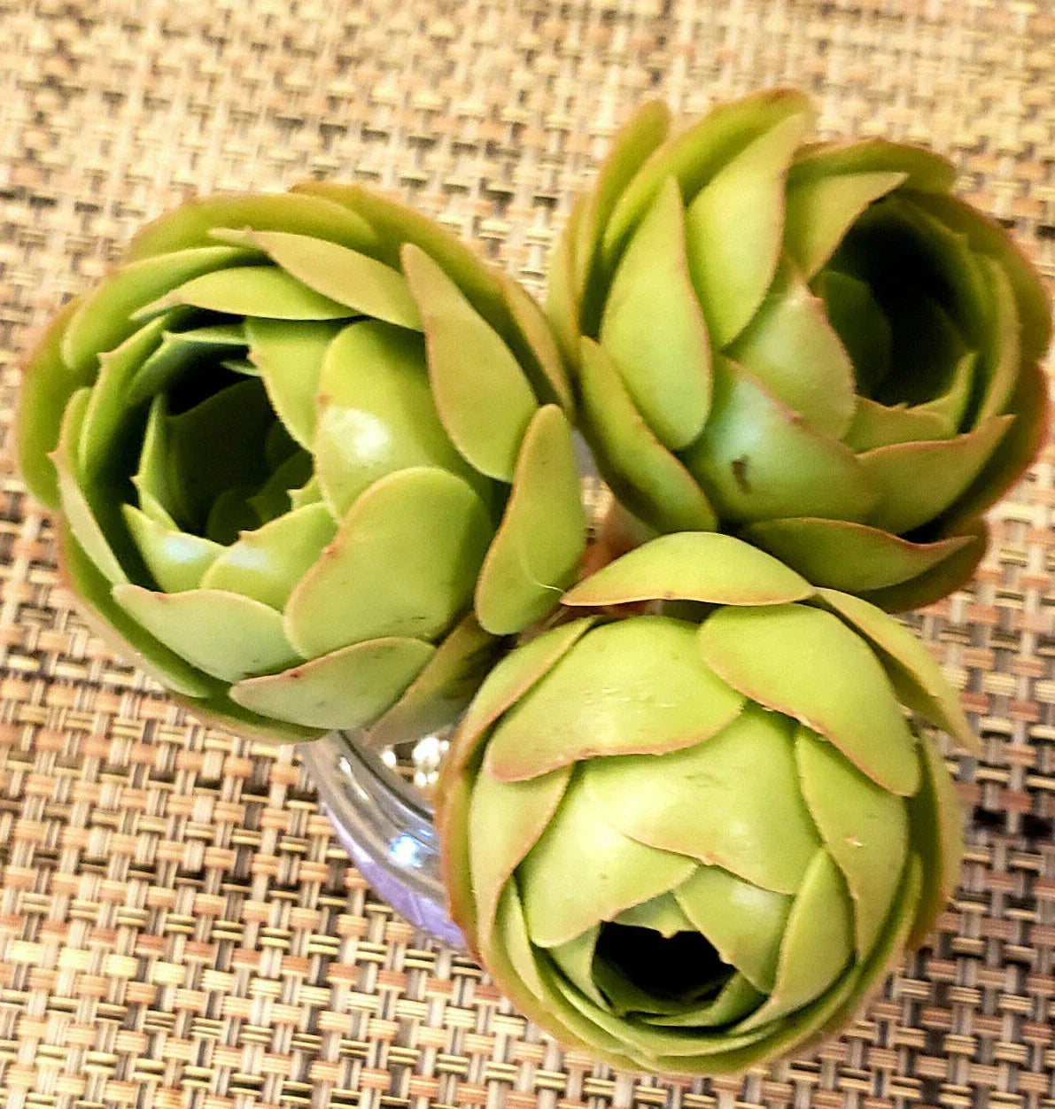 AEONIUM Cuttings 2" Diameter Rose Bud Appearance Greenovia Variety