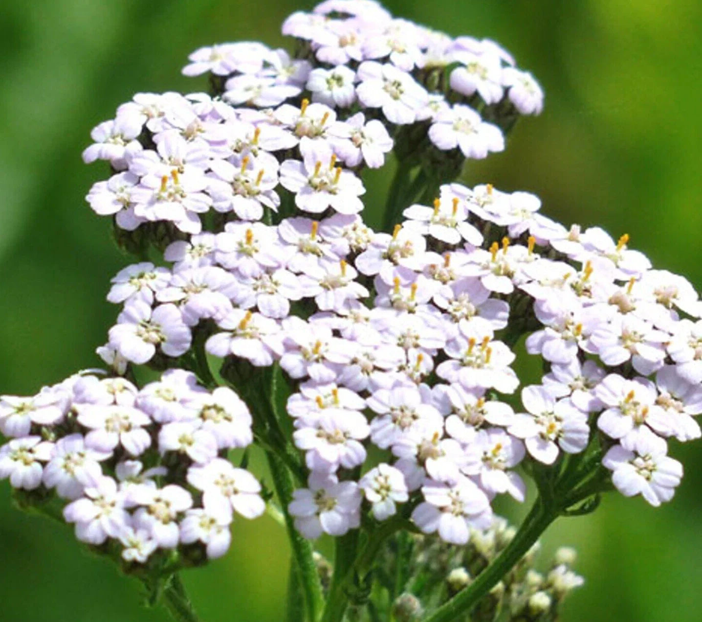 White Yarrow Seeds - Achillea millefolium Perennial Herb for Flower Gardens