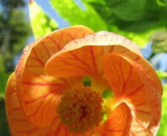 Abutilon Bellvue Mix Seeds - 25 Flowering Maple Seeds for Tropical Gardens