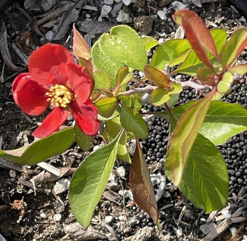 Chaenomeles Texas Scarlet Red Quince Live Plant 6-8" Flowering Bush, Drought-Tolerant, Edible Fruits, Bonsai-Style Shrub