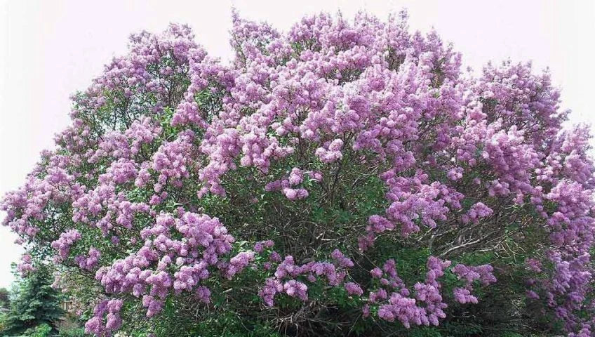 Bare Root Lilac Bushes 5-Pack | Syringa vulgaris | Fragrant Purple Blooms for Garden Hedges & Borders