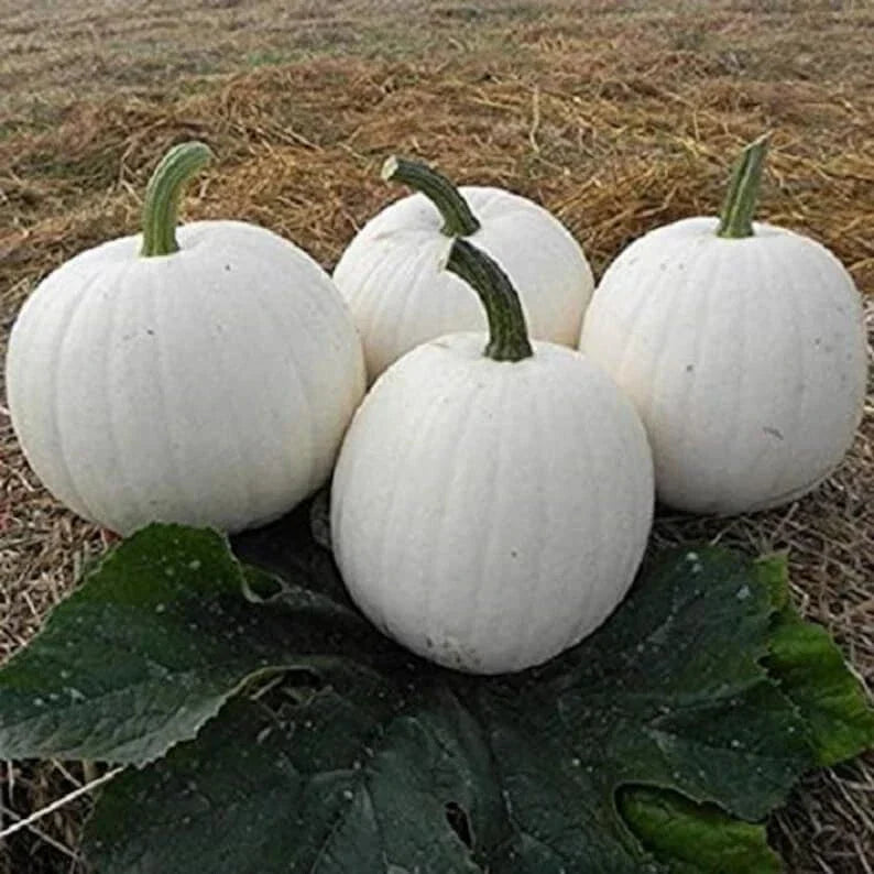 Casper White Pumpkin Seeds - 10 Non-GMO Rare Cucurbita pepo Seeds