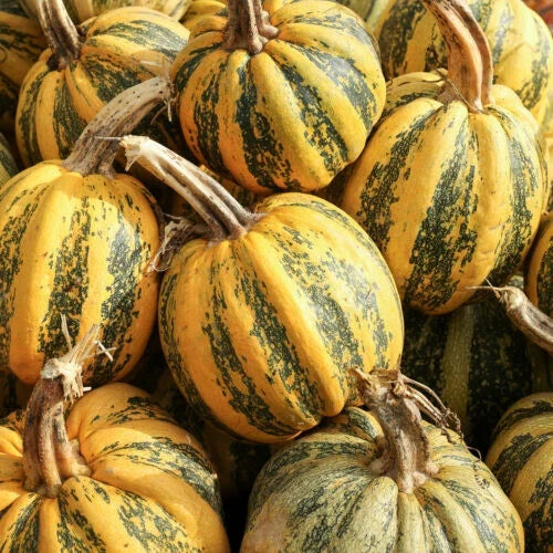 American Tondo Pumpkin Seeds - Heirloom Cucurbita pepo, Non-GMO, Pack of 25+ for Garden Planting