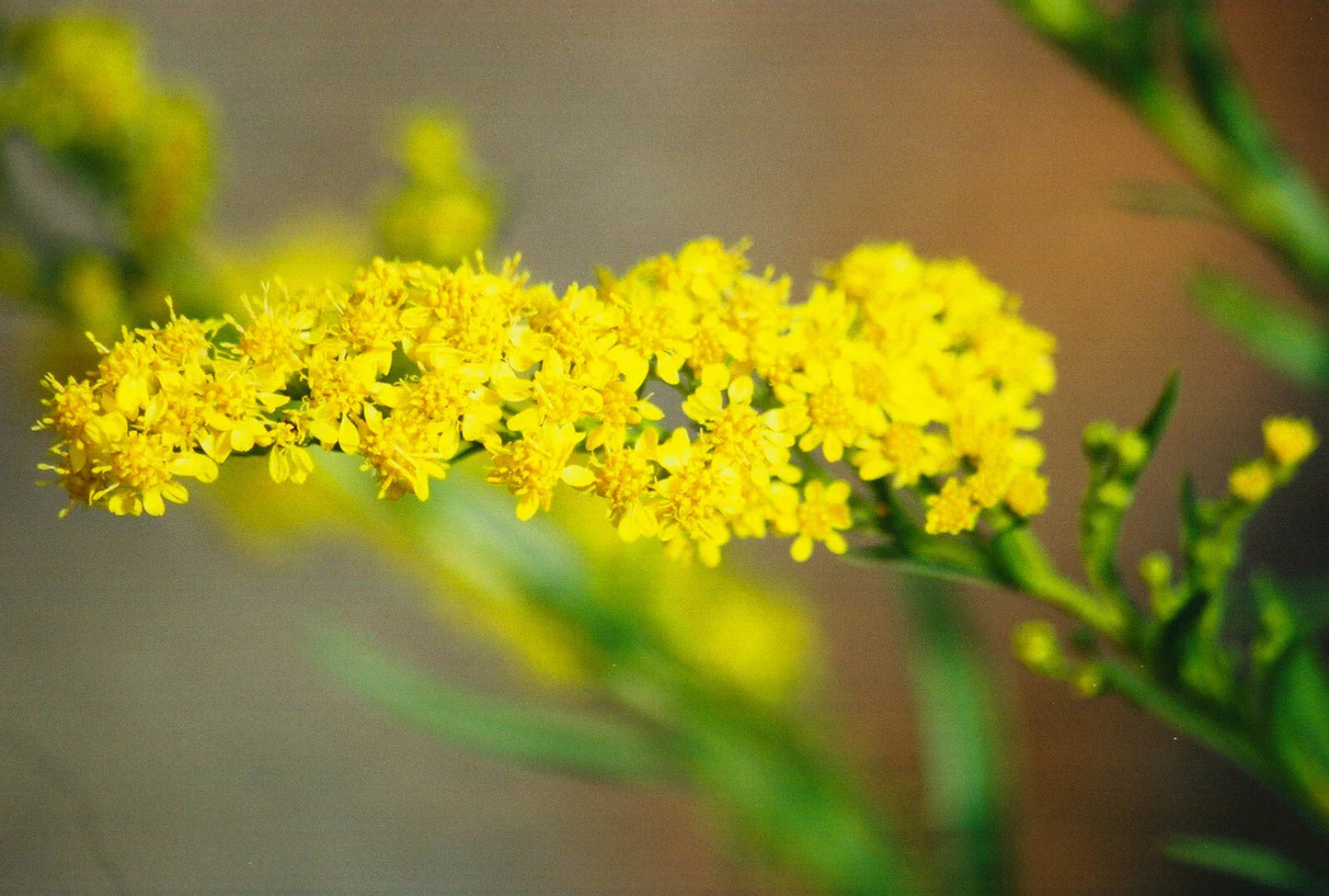Seaside Goldenrod Seeds - Solidago sempervirens - Coastal Wildflower Seeds for Pollinators