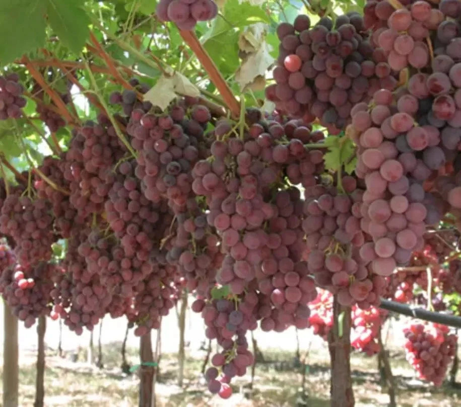 Red Grape Vine Seeds 10 Pack Vitis vinifera Climbing Plant for Fruit and Wine Production