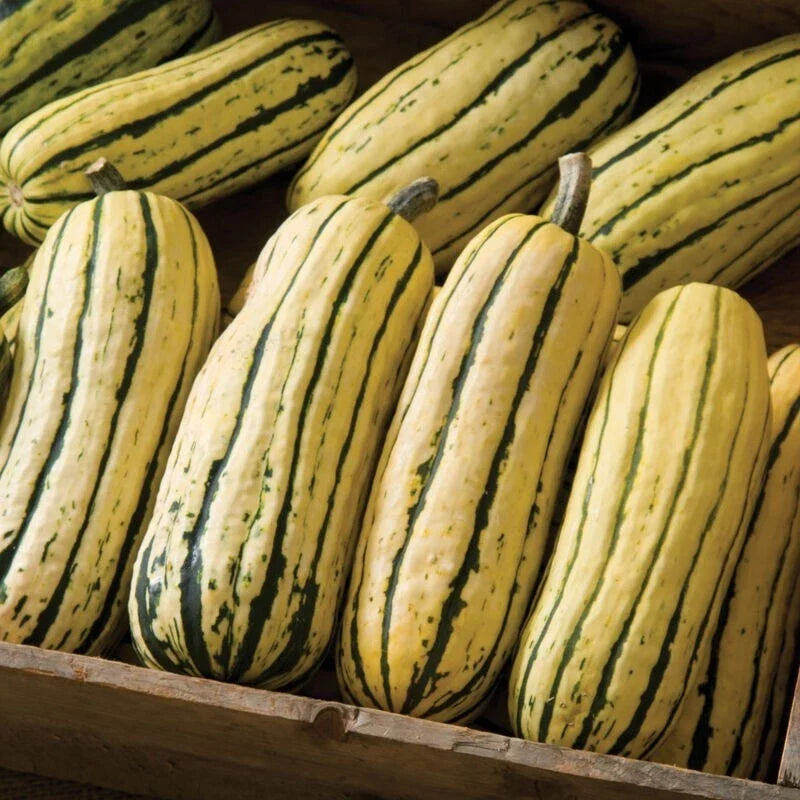 Giant Delicata Winter Squash Seeds – Organic Bohemian Variety, 10+ Seeds, Cucurbita pepo, 1-2 lbs, Vining, Autumn Harvest